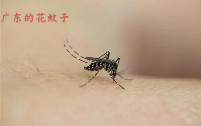广东的蚊子个头比较小,颜色比较黑,叮人特别狠,跟扎针一样,一扎进肉里