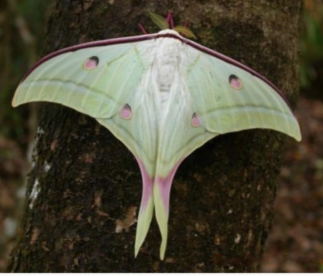 长尾水青蛾 (学名:actias selene) 是蛾的一种.