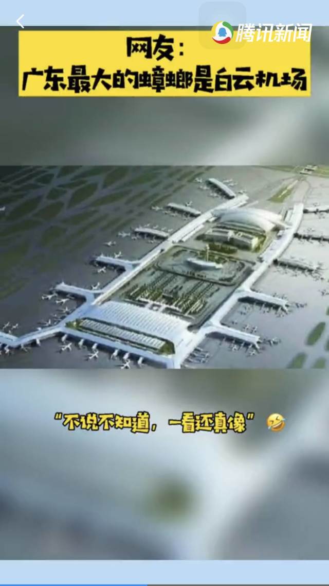 广东最大的蟑螂是白云机场