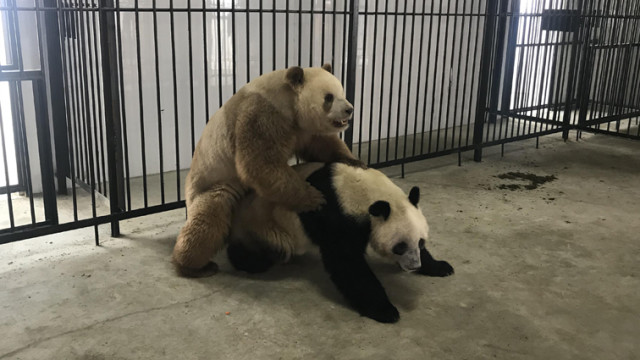 秦岭第10次发现野生棕色大熊猫