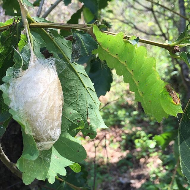包含佑安醫(yī)院專家代掛號，掛一個成一個就這么牛的詞條