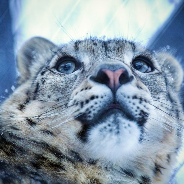 漂亮的蓝眼睛98雪豹bot精选|最新23万阅读7859参与